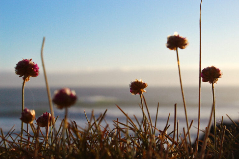 Lincoln City Beach Flowers at Sunset